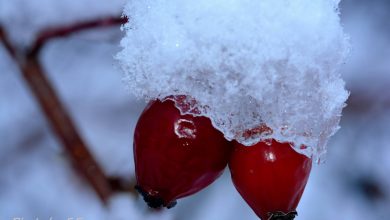 Le anomalie climatiche della seconda decade di marzo 2015