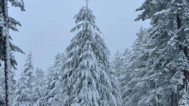 Dove nevicherà nel weekend? PRIME IPOTESI! Ed intanto per la prossima settimana....